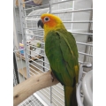 Sun Conure